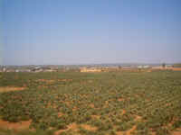 0035[0].JPG (52847 bytes)